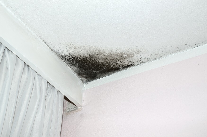 mold growth on the ceiling