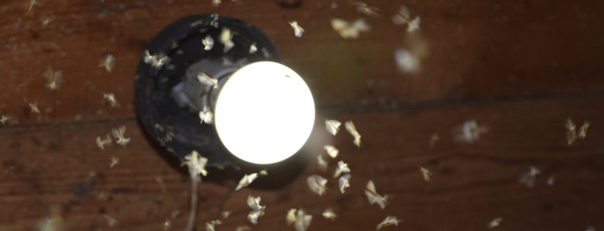 Outdoor Lighting That Doesn’t Attract Bugs