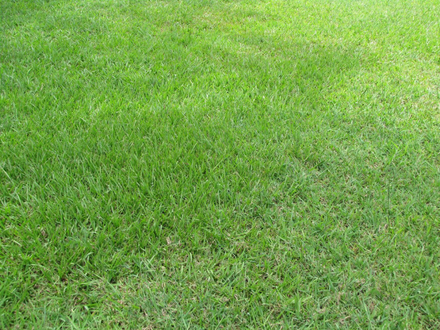 An image of a lawn with bahiagrass growing on sandy soil