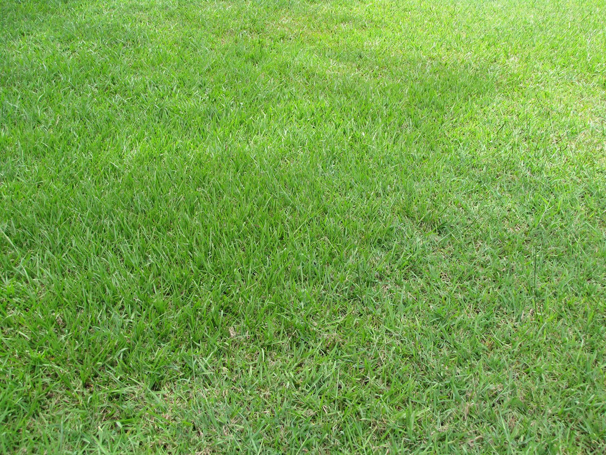 The Best Grass Seed For Sandy Soil 5 Types That Thrive In Sandy Soil