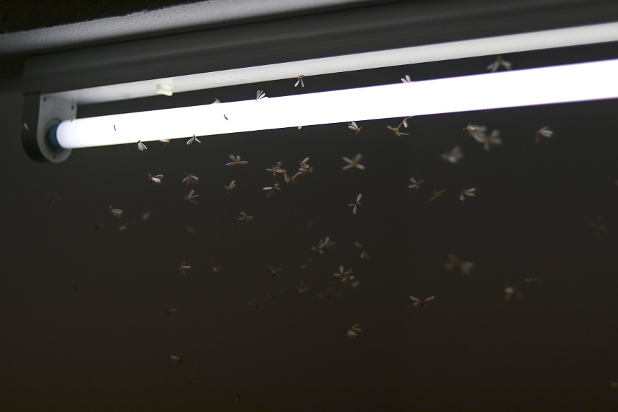 insect swarming a fluorescent light