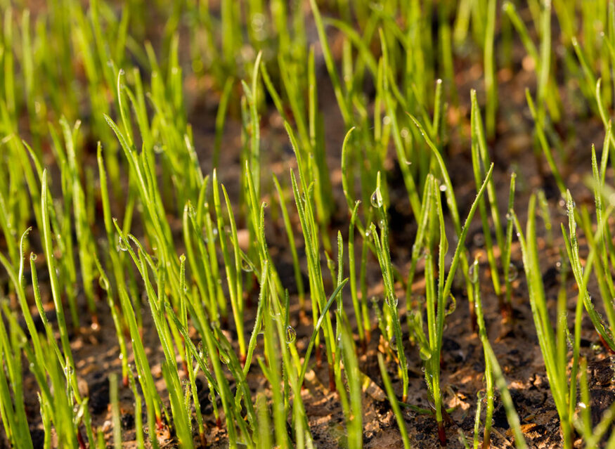 A close up of the best grass for sandy soil in a field.