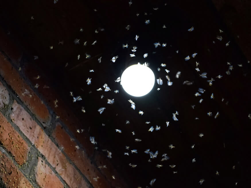 Swarm of insect hovering around a lightbulb