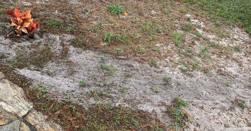 A sandy soil with grass growing on it.