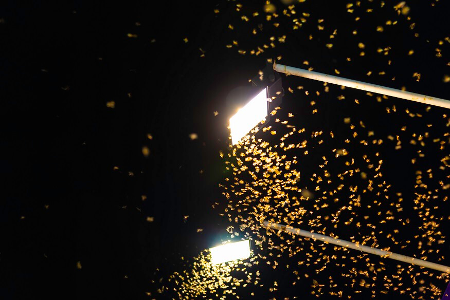 Insects swarming a bright light