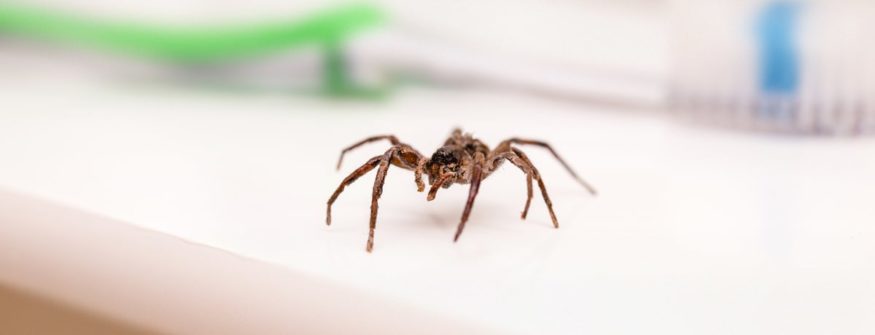 Spider on a bathroom countertop