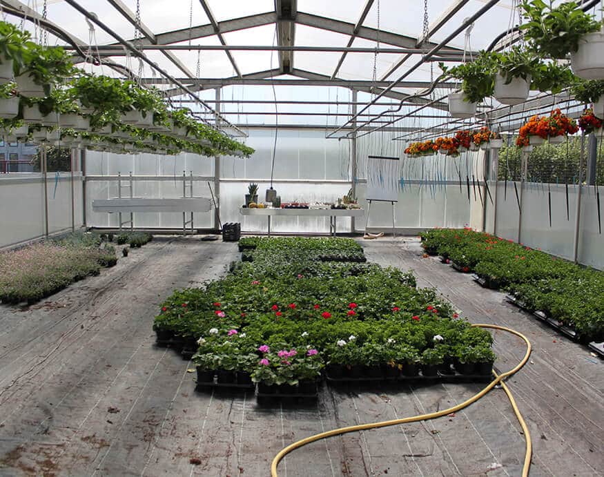 growing flowers inside a greenhouse