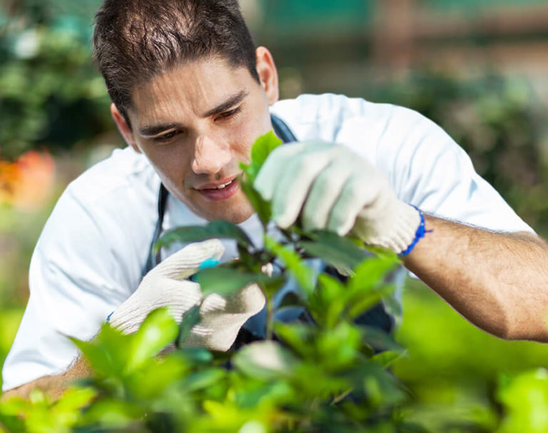How Does A Greenhouse Work?
