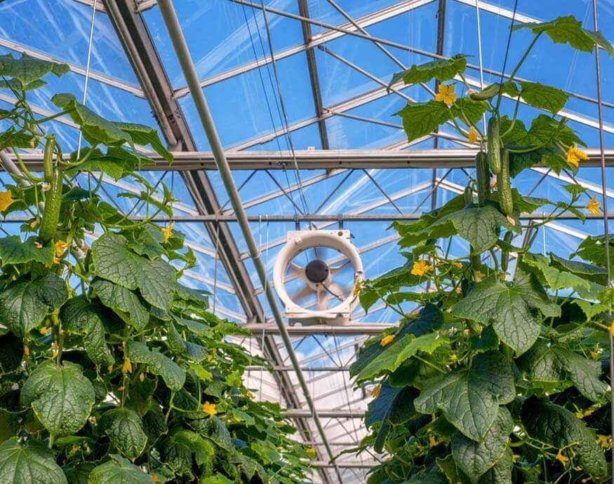 greenhouse with fan for air movement