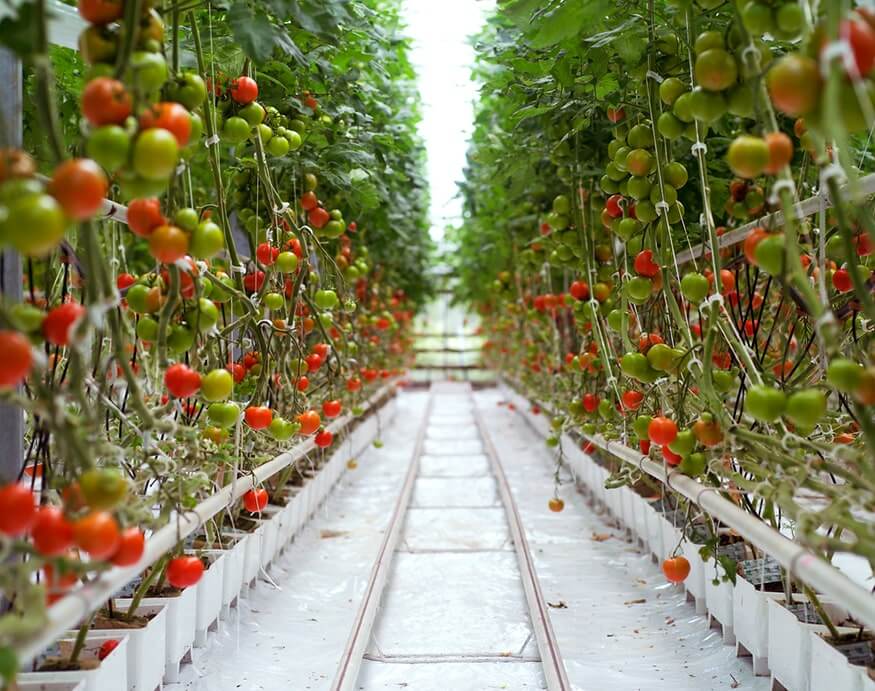 tomato plants inside a greenhouse