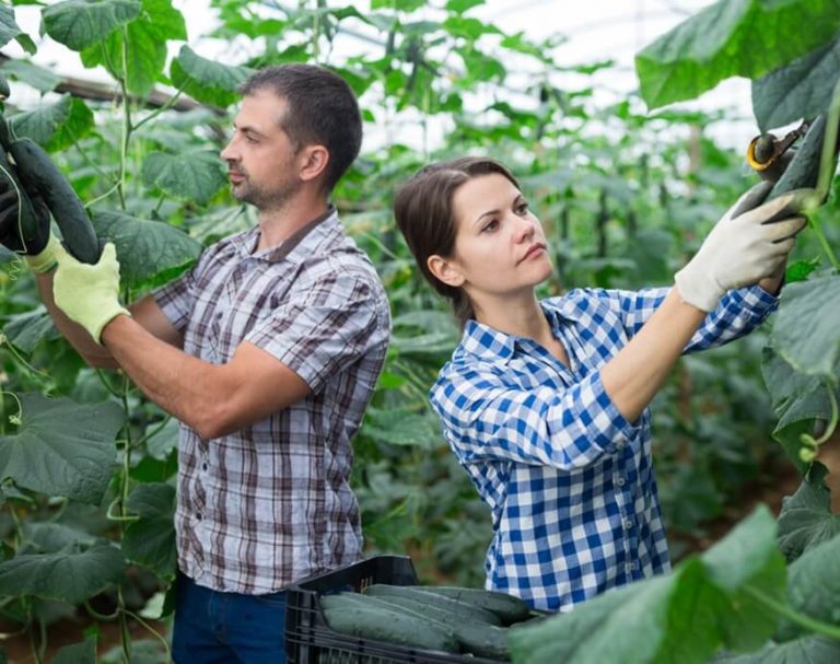 10 Vegetables That Thrive In A Greenhouse