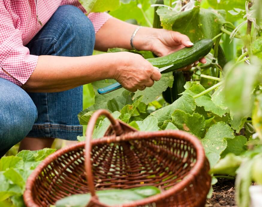 woman harvesting homegrown cucumbers