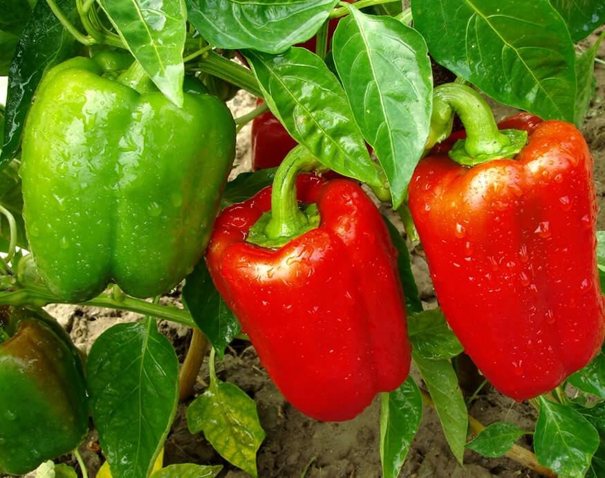 close-up picture of bell peppers