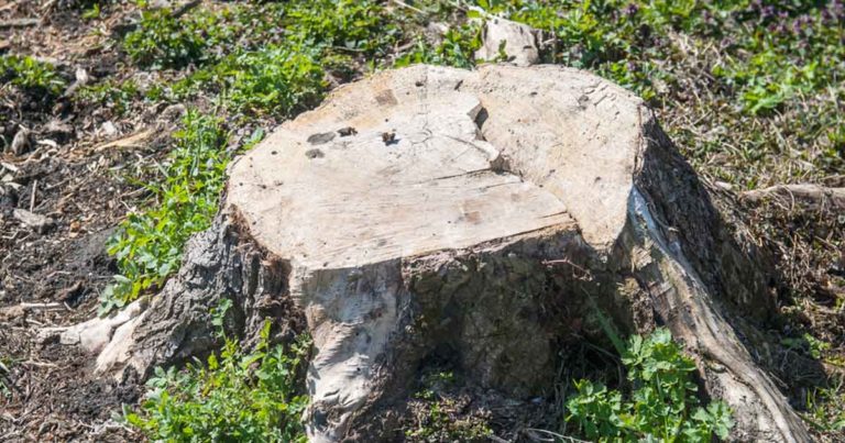 dry and old tree stump