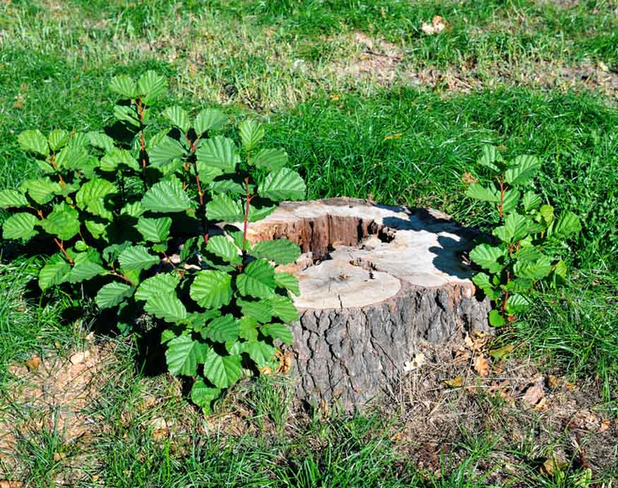 old tree stump surrounded by weeds