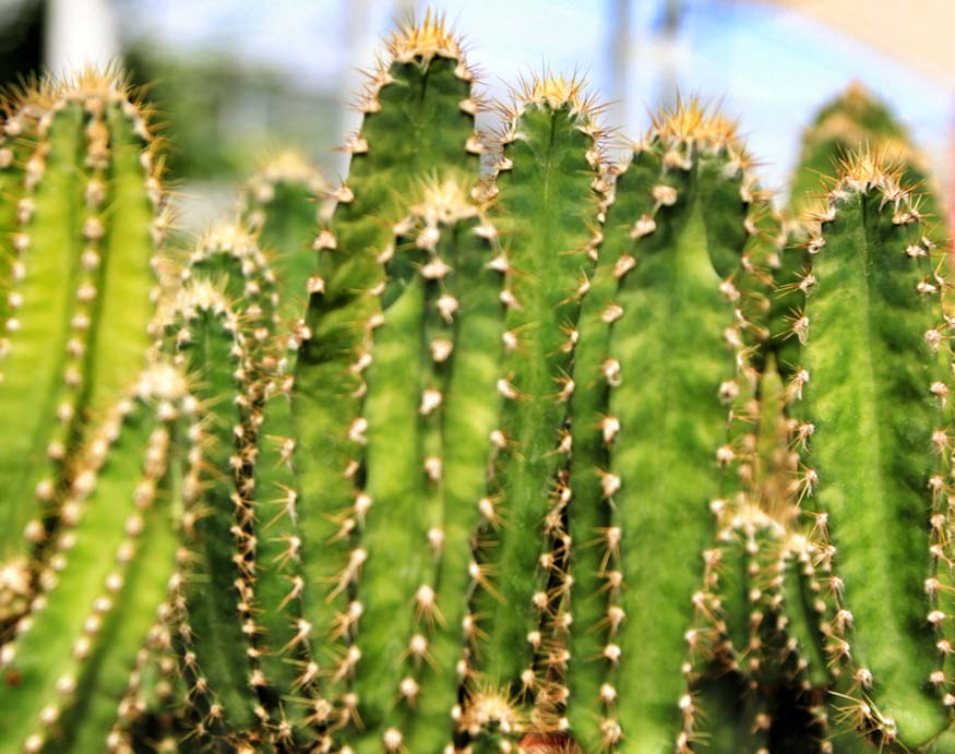 close-up picture of a fairy castle cactus
