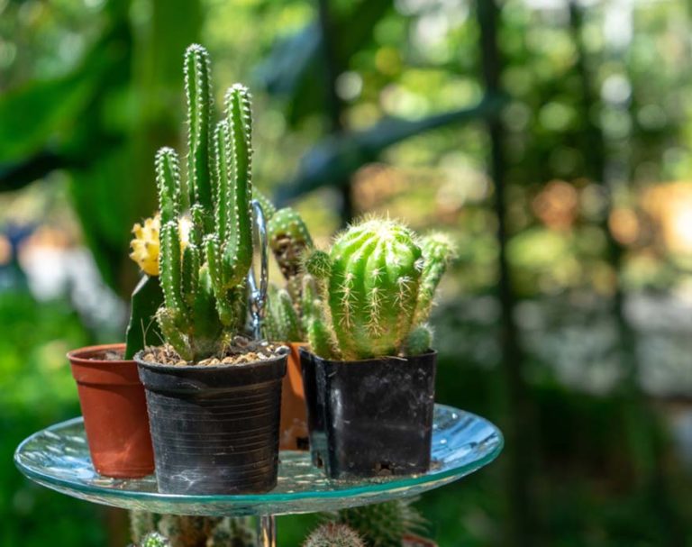 Fairy Castle Cactus Care Information - Acanthocereus tetragonus