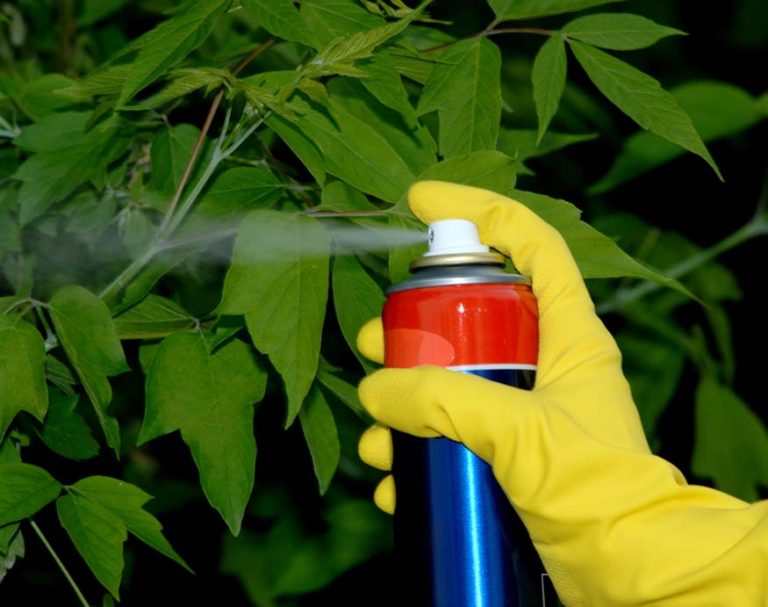 how to get rid of mosquitoes inside the house