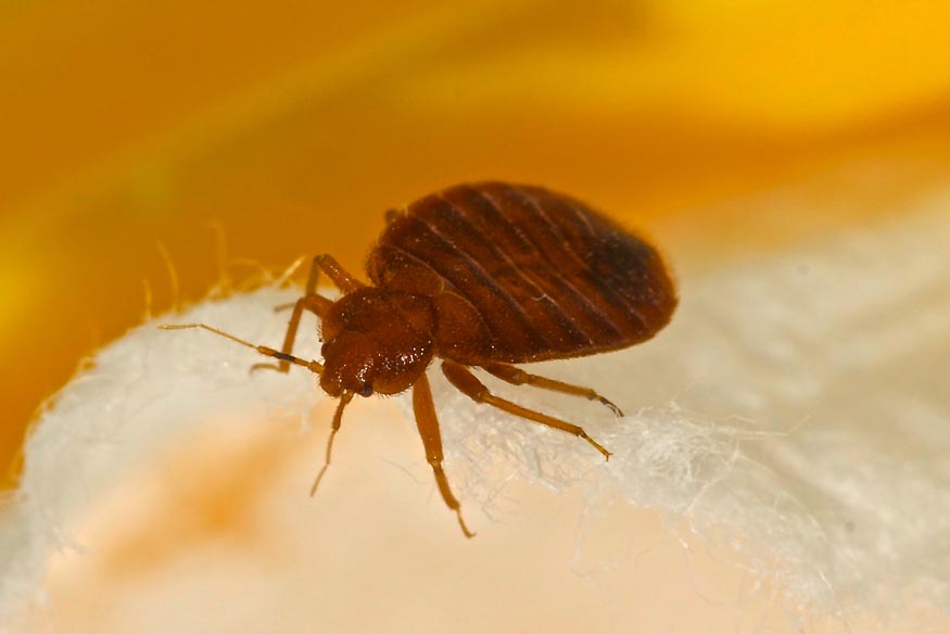 a close-up picture of a bed bug