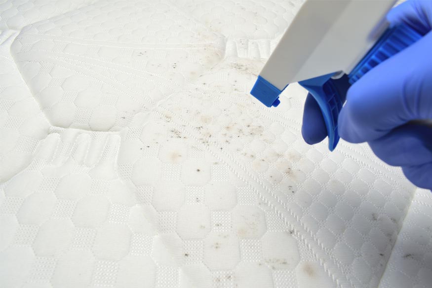 woman spraying disinfectant on moldy mattress