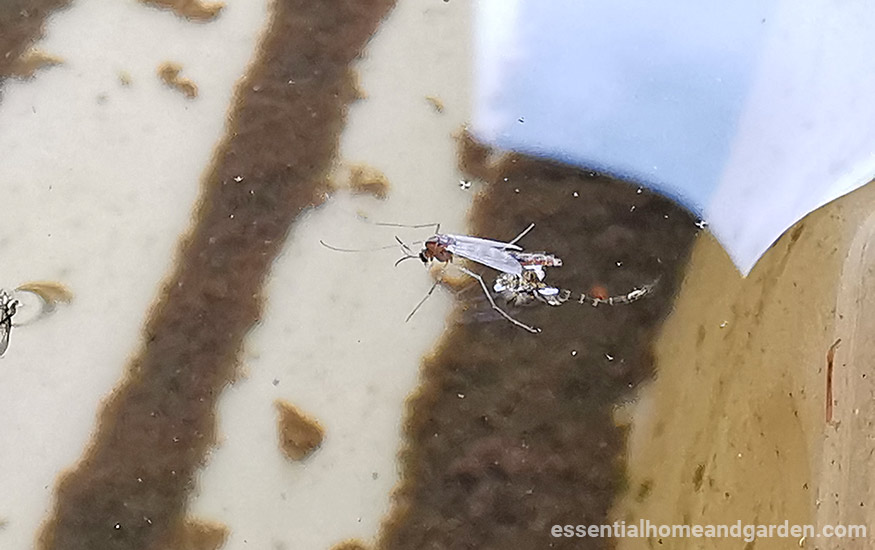 mosquito emerging from larvae