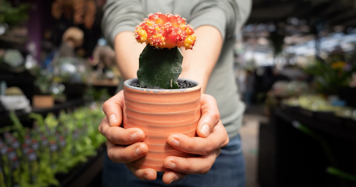 woman holding a pot of ruby ball moon cactus