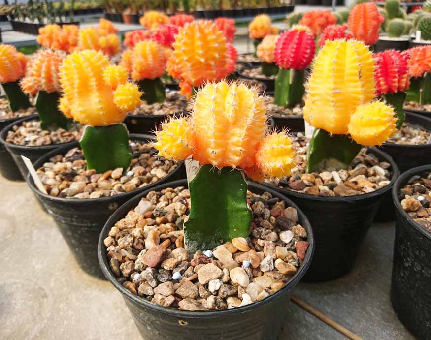 rows of moon cactus outdoors