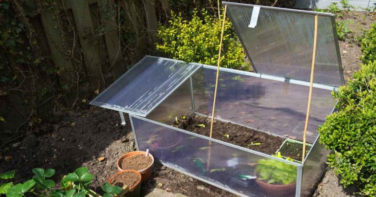 cold frame with plants