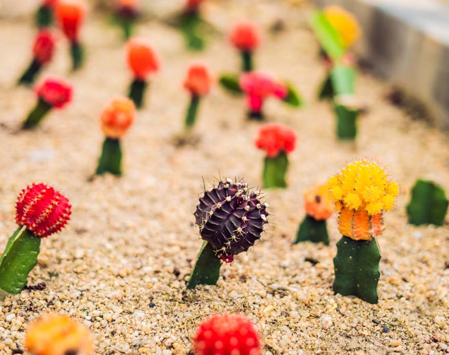 grafted moon cactus outdoors