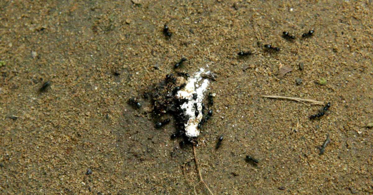 ants eating a dry DIY borax and sugar mix