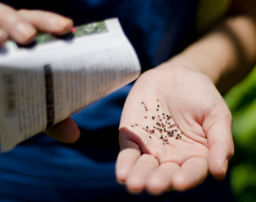 man checking seeds on his hand
