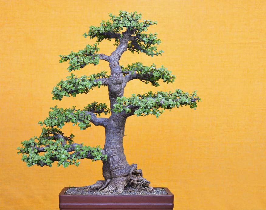 picture of an Elephant Bush bonsai