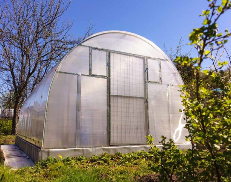 Starting Seeds In A Greenhouse When And How To Do It