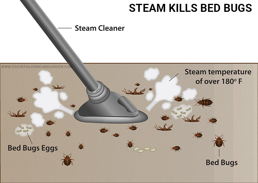 steam killing bed bugs