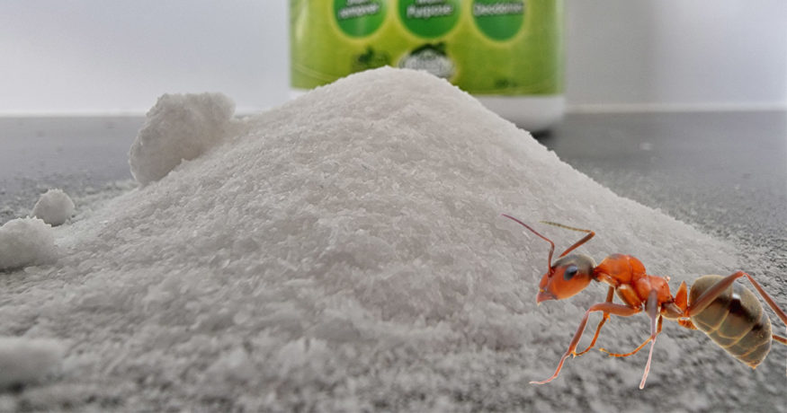 get rid of ants with borax hero