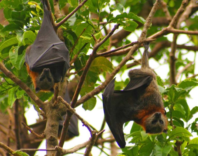 What Eats Mosquitoes? And How To Attract These Natural Predators To