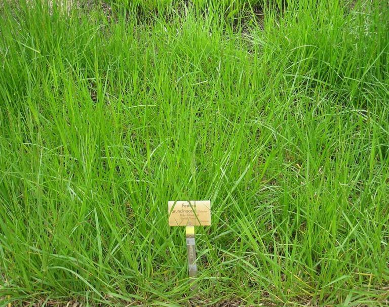 Best Grass Seed For Ohio The Complete Guide To A Great Ohio Lawn