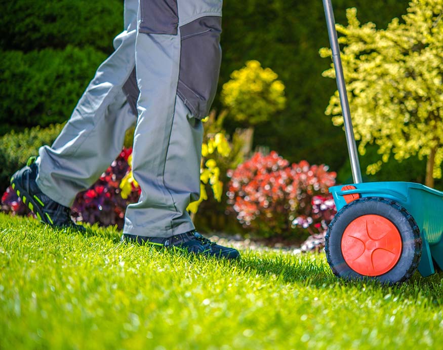 grass sowing in the garden