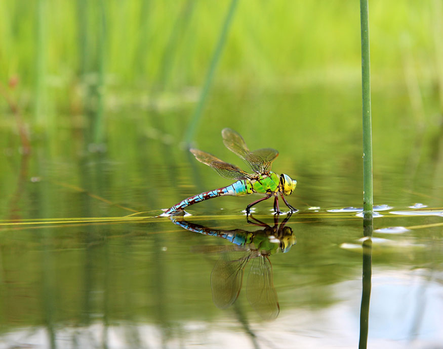 dragonfly on water