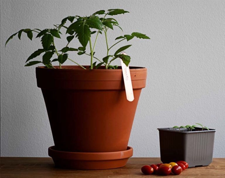 Growing Tomatoes Indoors What You Need And How To Do It