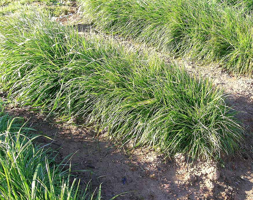 Perennial ryegrass is a moderate tolerate grass seed for Ohio