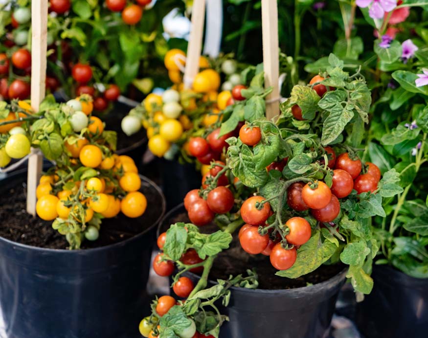 cherry tomatoes in pots