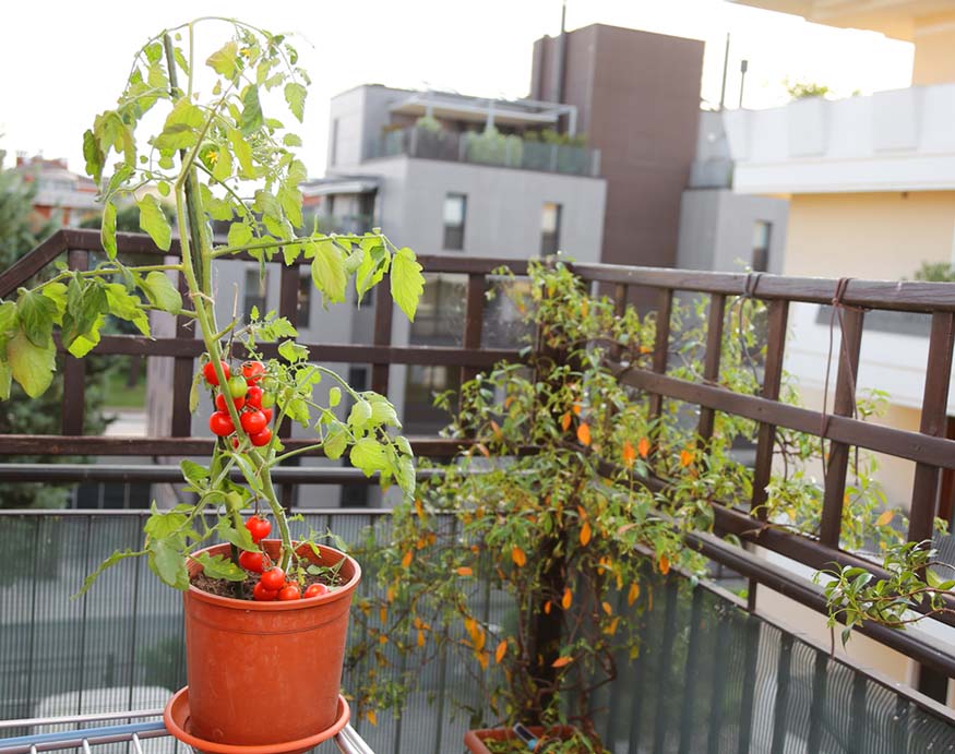 a pot of tomato plant placed in the balcony