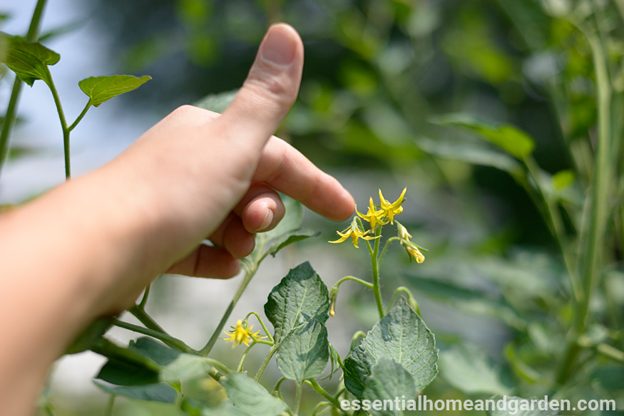 tapping tomato flowers to pollinate