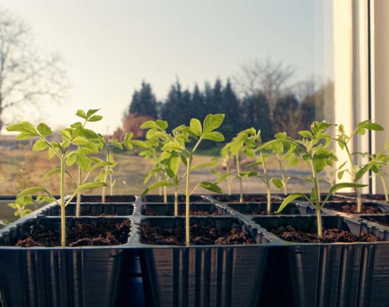 Growing Tomatoes Indoors What You Need And How To Do It