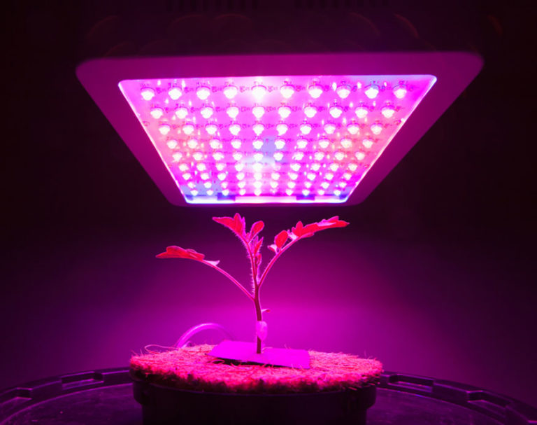 Growing Tomatoes Indoors What You Need And How To Do It