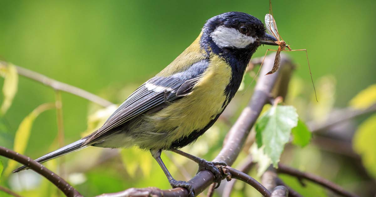 What Eats Mosquitoes? And How To Attract These Natural Predators To Your Yard What Eats Mosquitoes? And How To Attract These Natural Predators To Your Yard