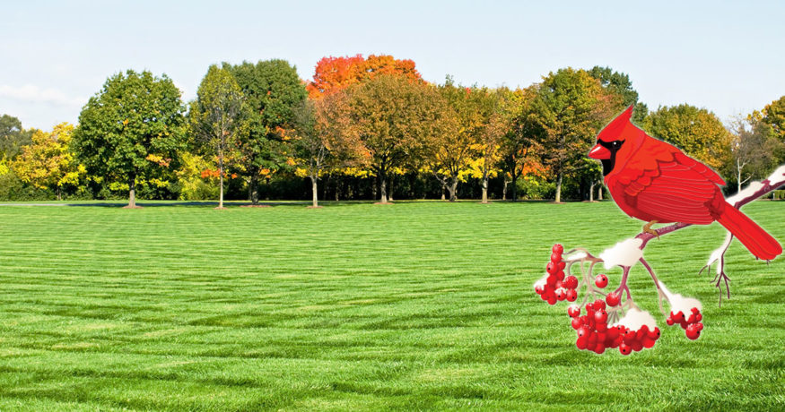 best grass seed for ohio