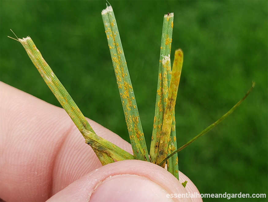 close up image of lawn rust