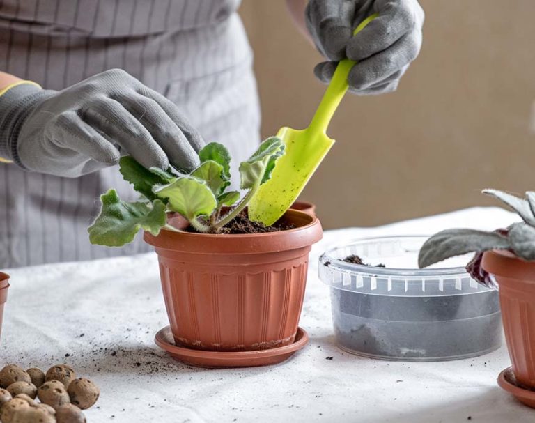 How To Aerate Soil In Potted Plants Identify And Solve Compacted Soil